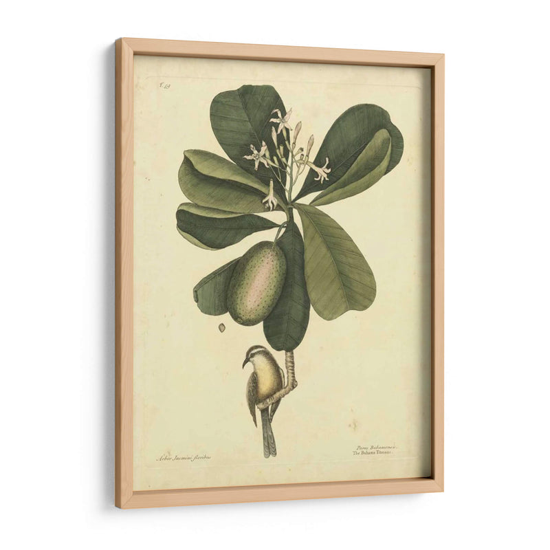 Catesby Bird Y Botanical Iii - Mark Catesby | Cuadro decorativo de Canvas Lab