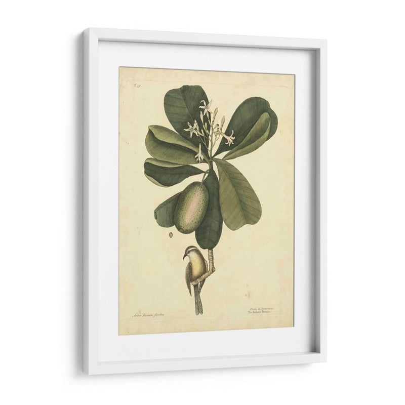 Catesby Bird Y Botanical Iii - Mark Catesby | Cuadro decorativo de Canvas Lab