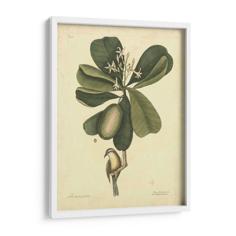 Catesby Bird Y Botanical Iii - Mark Catesby | Cuadro decorativo de Canvas Lab