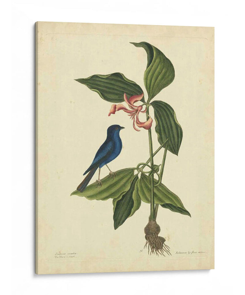 Catesby Bird Y Botanical Iv - Mark Catesby | Cuadro decorativo de Canvas Lab