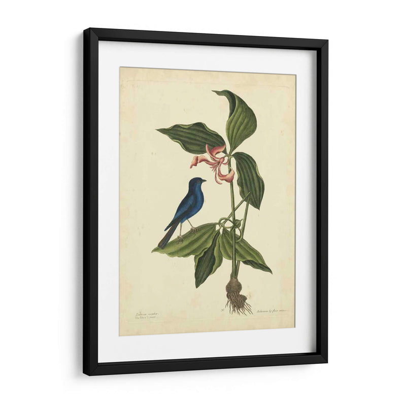 Catesby Bird Y Botanical Iv - Mark Catesby | Cuadro decorativo de Canvas Lab