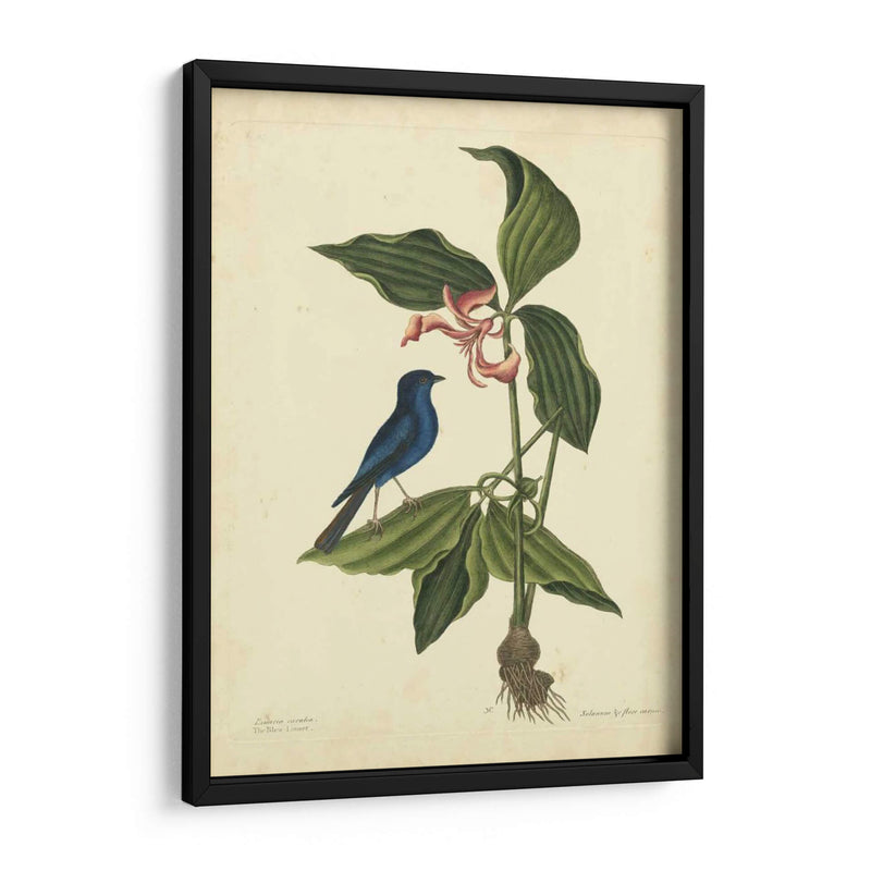 Catesby Bird Y Botanical Iv - Mark Catesby | Cuadro decorativo de Canvas Lab