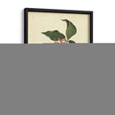 Catesby Bird Y Botanical Iv - Mark Catesby | Cuadro decorativo de Canvas Lab