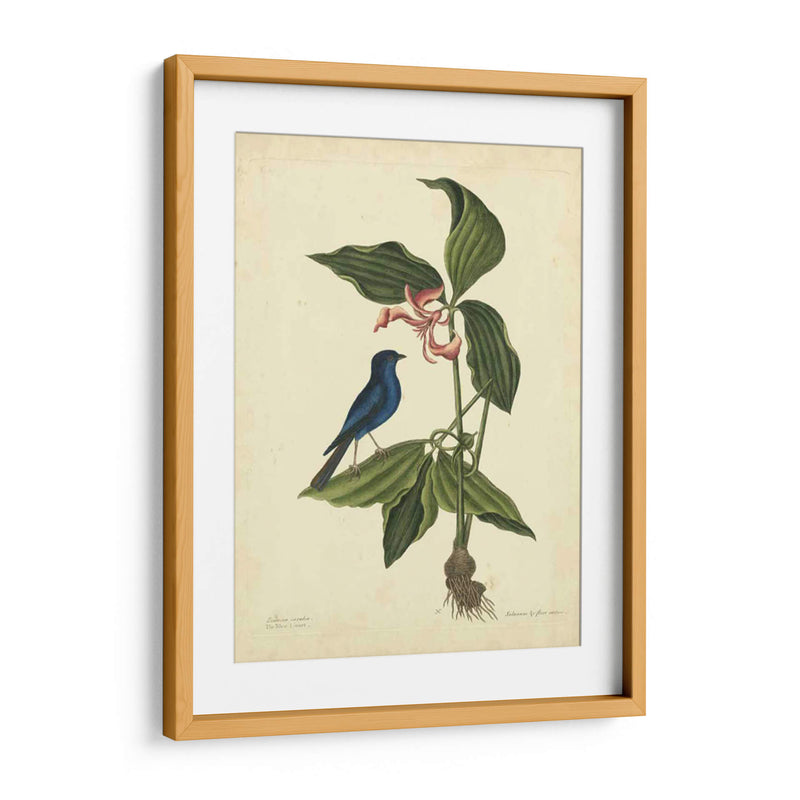 Catesby Bird Y Botanical Iv - Mark Catesby | Cuadro decorativo de Canvas Lab