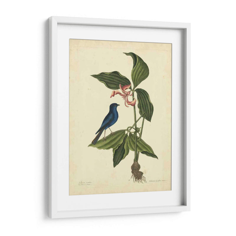 Catesby Bird Y Botanical Iv - Mark Catesby | Cuadro decorativo de Canvas Lab