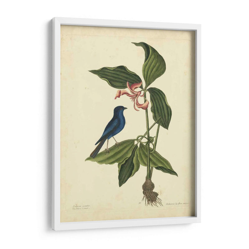 Catesby Bird Y Botanical Iv - Mark Catesby | Cuadro decorativo de Canvas Lab