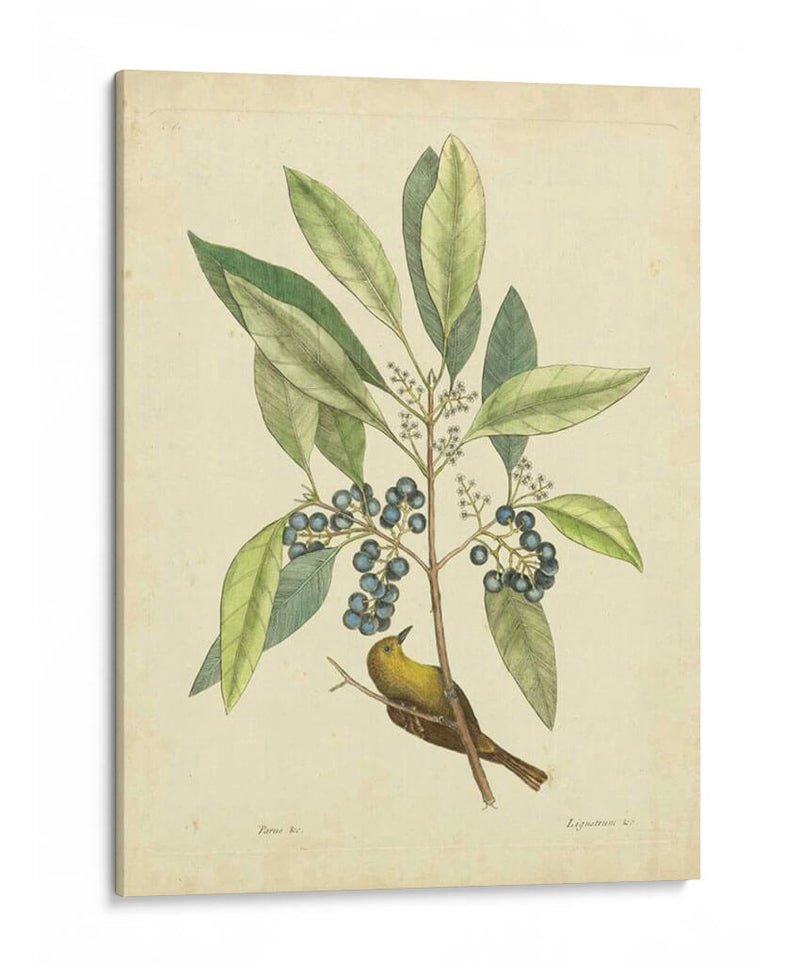 Catesby Bird Y Botanical V - Mark Catesby | Cuadro decorativo de Canvas Lab