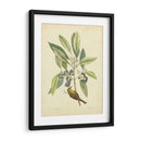 Catesby Bird Y Botanical V - Mark Catesby | Cuadro decorativo de Canvas Lab