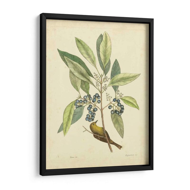 Catesby Bird Y Botanical V - Mark Catesby | Cuadro decorativo de Canvas Lab