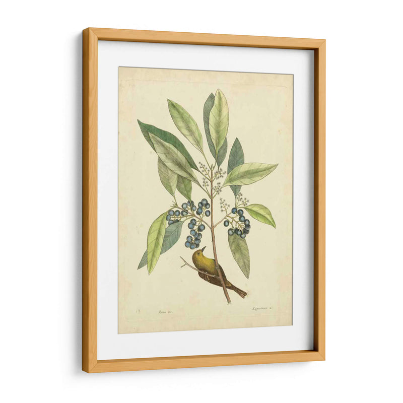 Catesby Bird Y Botanical V - Mark Catesby | Cuadro decorativo de Canvas Lab