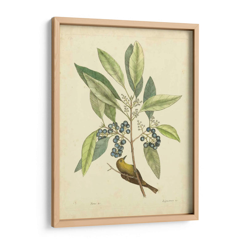 Catesby Bird Y Botanical V - Mark Catesby | Cuadro decorativo de Canvas Lab