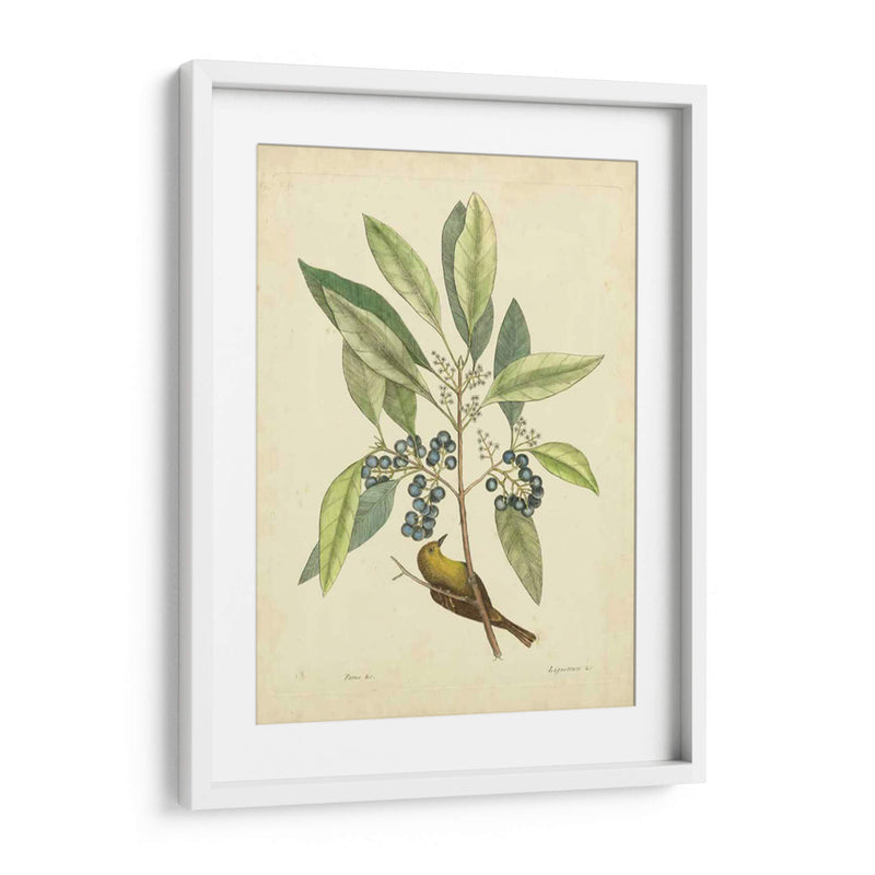 Catesby Bird Y Botanical V - Mark Catesby | Cuadro decorativo de Canvas Lab