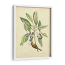 Catesby Bird Y Botanical V - Mark Catesby | Cuadro decorativo de Canvas Lab