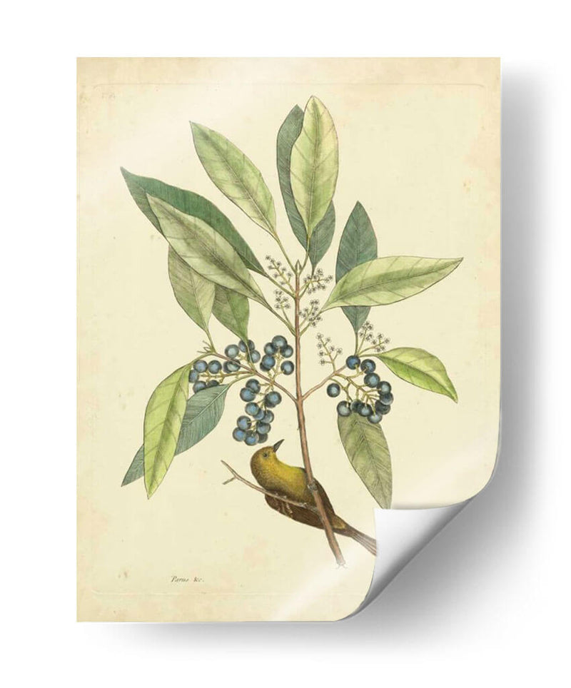 Catesby Bird Y Botanical V - Mark Catesby | Cuadro decorativo de Canvas Lab