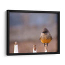 Pajarito 1 - Alvaro Martinz | Cuadro decorativo de Canvas Lab