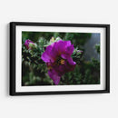 Cactus 1 - Alvaro Martinz | Cuadro decorativo de Canvas Lab