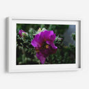 Cactus 1 - Alvaro Martinz | Cuadro decorativo de Canvas Lab