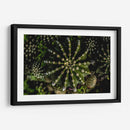 Cactus 2 - Alvaro Martinz | Cuadro decorativo de Canvas Lab