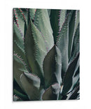 Agave Ii - Rachel Perry | Cuadro decorativo de Canvas Lab