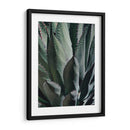 Agave Ii - Rachel Perry | Cuadro decorativo de Canvas Lab