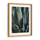 Agave Ii - Rachel Perry | Cuadro decorativo de Canvas Lab