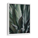 Agave Ii - Rachel Perry | Cuadro decorativo de Canvas Lab