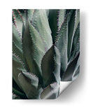 Agave Ii - Rachel Perry | Cuadro decorativo de Canvas Lab