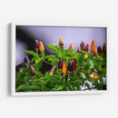 Chiles - Alvaro Martinz | Cuadro decorativo de Canvas Lab