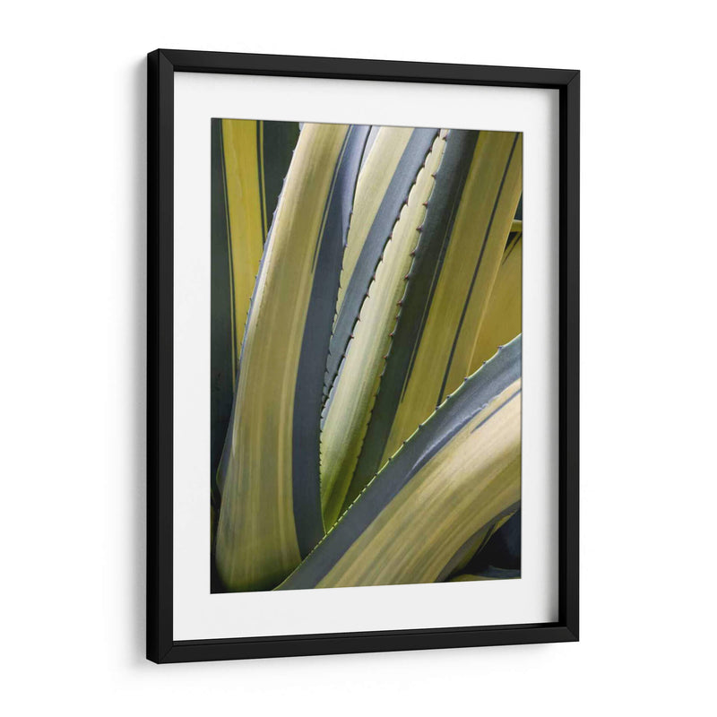 Agave Variado Ii - Rachel Perry | Cuadro decorativo de Canvas Lab