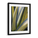 Agave Variado Ii - Rachel Perry | Cuadro decorativo de Canvas Lab