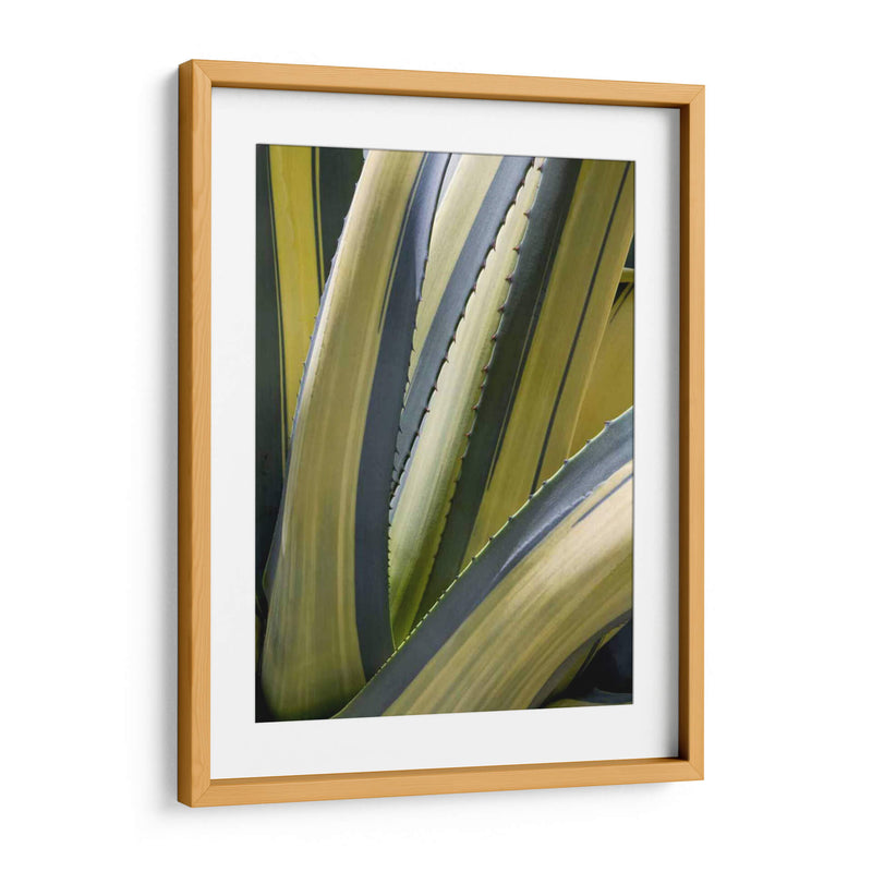 Agave Variado Ii - Rachel Perry | Cuadro decorativo de Canvas Lab