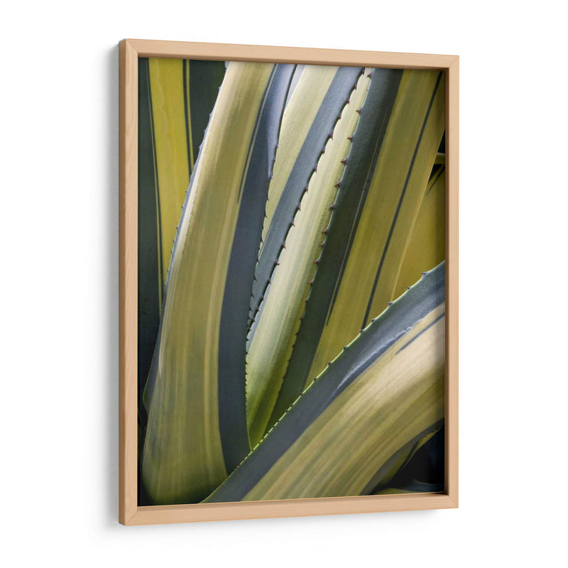 Agave Variado Ii - Rachel Perry | Cuadro decorativo de Canvas Lab