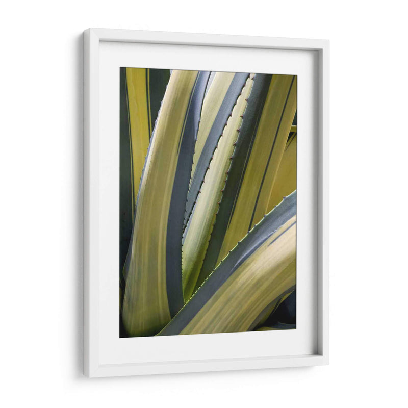 Agave Variado Ii - Rachel Perry | Cuadro decorativo de Canvas Lab