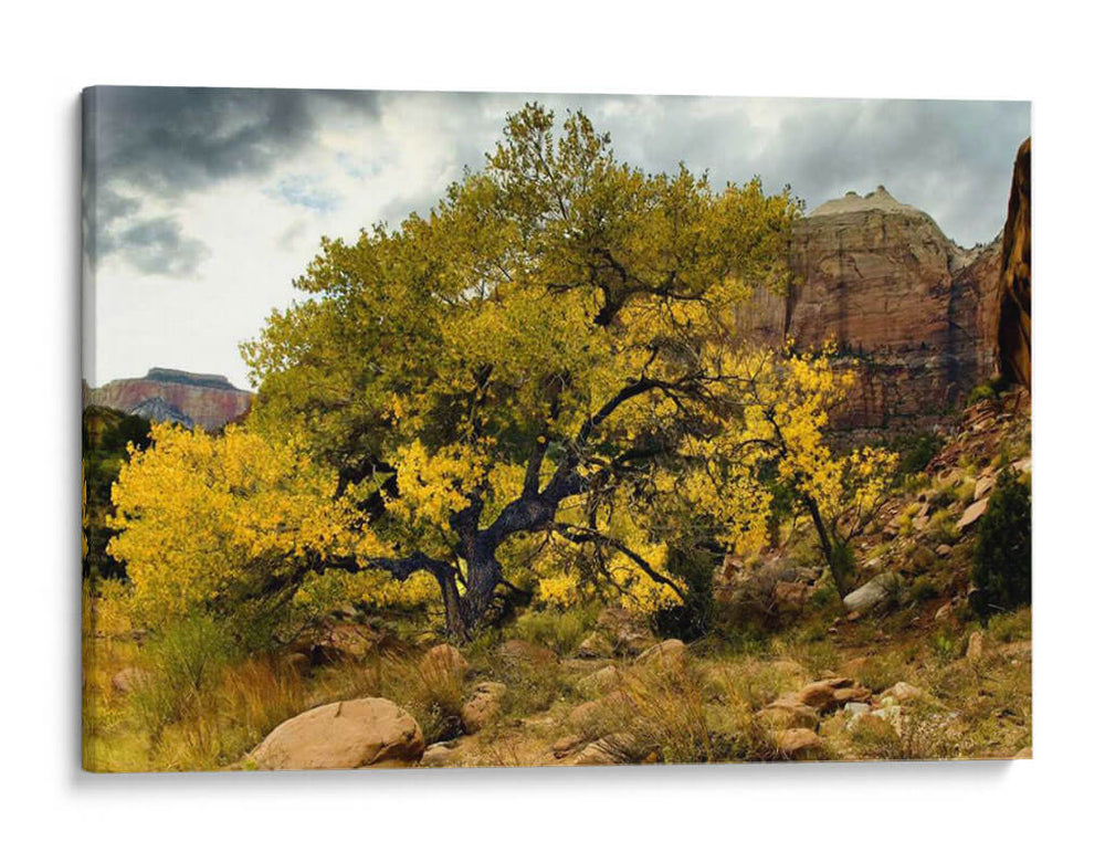 Vista Brillante Iii - Colby Chester | Cuadro decorativo de Canvas Lab