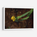 Flores en el Desierto - Alvaro Martinz | Cuadro decorativo de Canvas Lab