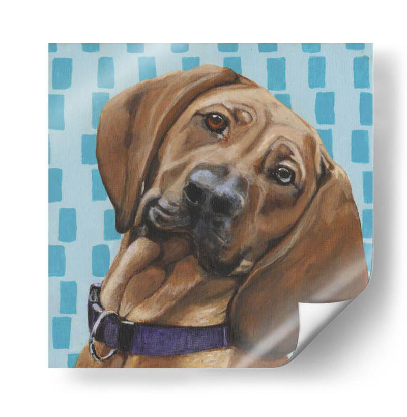 Dogs Drynns - Dali - Dlynn Roll | Cuadro decorativo de Canvas Lab