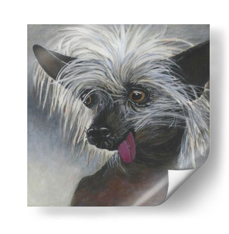 Dogs Dlynns - Poe - Dlynn Roll | Cuadro decorativo de Canvas Lab