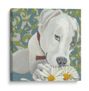 Dogs Drynns - Parche - Dlynn Roll | Cuadro decorativo de Canvas Lab