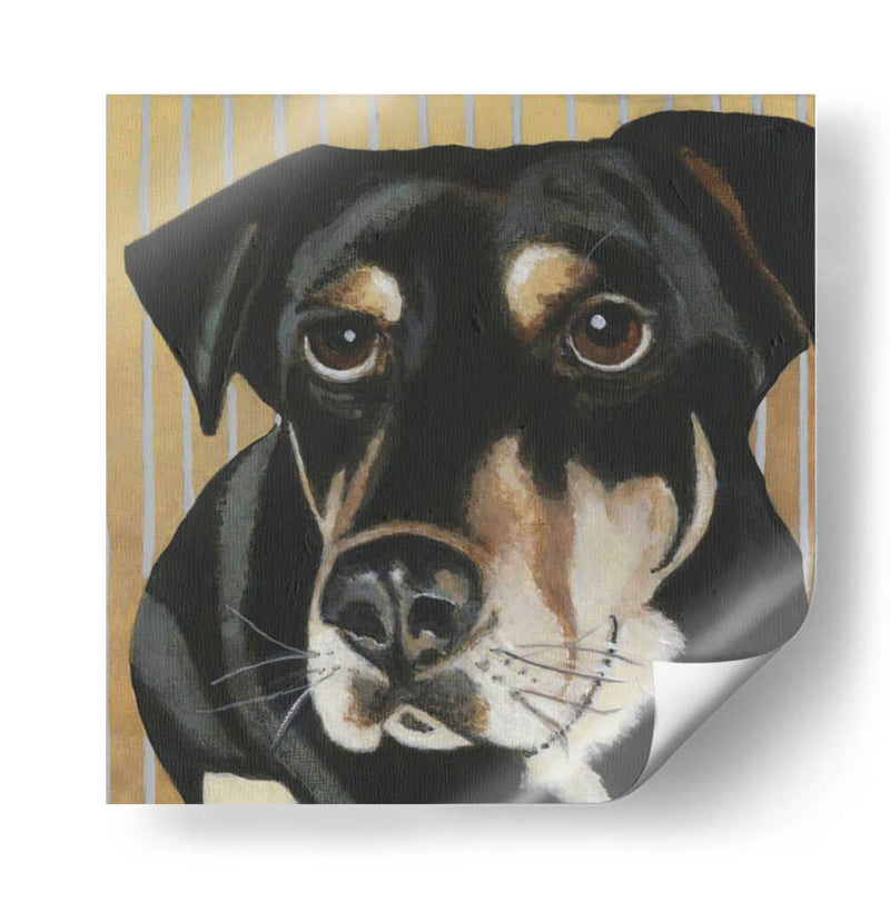 Dogs Drynns - Jengibre - Dlynn Roll | Cuadro decorativo de Canvas Lab