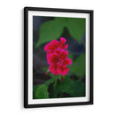 Flores rosas - Alvaro Martinz | Cuadro decorativo de Canvas Lab