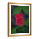 Flores rosas - Alvaro Martinz | Cuadro decorativo de Canvas Lab