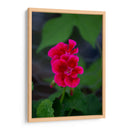 Flores rosas - Alvaro Martinz | Cuadro decorativo de Canvas Lab