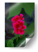 Flores rosas - Alvaro Martinz | Cuadro decorativo de Canvas Lab