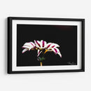 Flor blanca y rosa - Alvaro Martinz | Cuadro decorativo de Canvas Lab