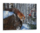 Fox En Invierno - Kevin Daniel | Cuadro decorativo de Canvas Lab