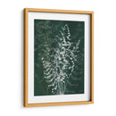 Jewel Ferns Ii - James Burghardt | Cuadro decorativo de Canvas Lab