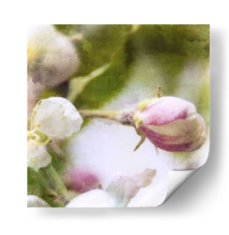 Apple Blossom I - Open Journey | Cuadro decorativo de Canvas Lab