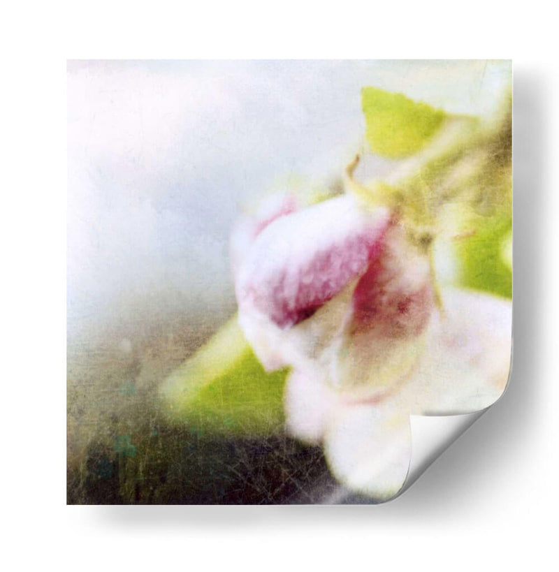 Apple Blossom Ii - Open Journey | Cuadro decorativo de Canvas Lab