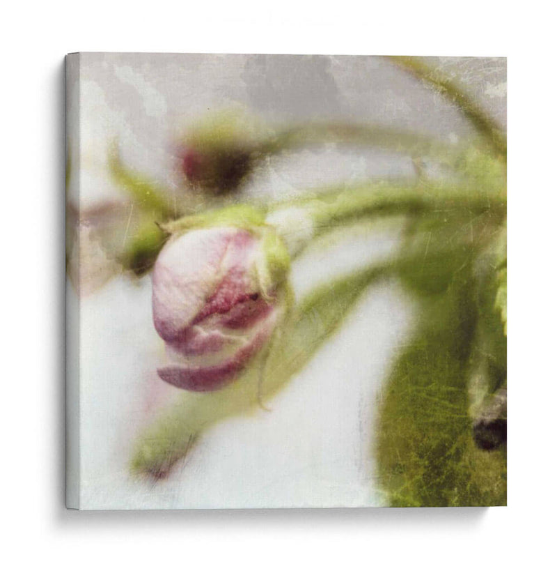 Apple Blossom Iii - Open Journey | Cuadro decorativo de Canvas Lab