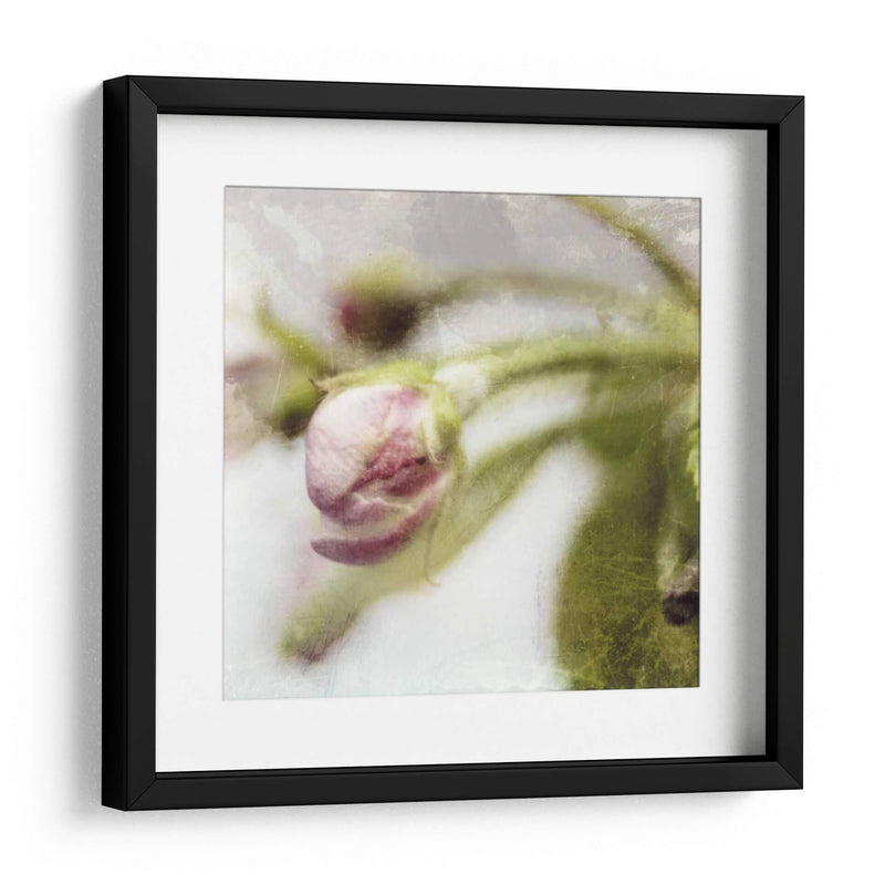 Apple Blossom Iii - Open Journey | Cuadro decorativo de Canvas Lab